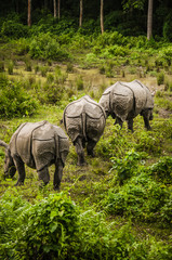 Three rhinoceros in Chitwan forrest, Nepal