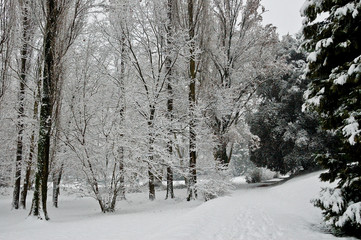 Fototapeta premium snowy trees