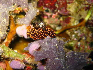Nudibranch