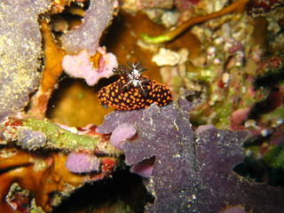 Nudibranch