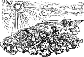 Obraz premium Girls gathering cotton in the field