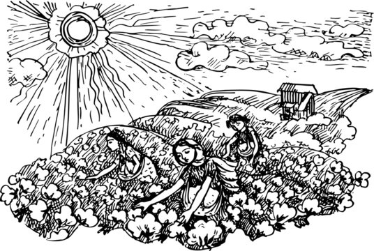 Girls gathering cotton in the field