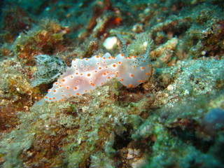 Nudibranch