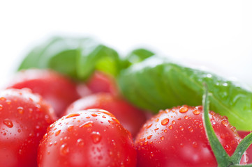 Tomaten-04