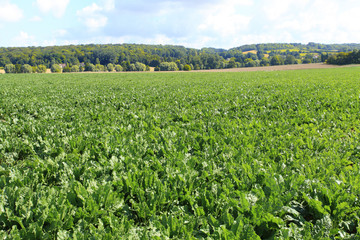 Fototapeta na wymiar sugar beet fields in the summer sun
