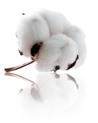 Cotton