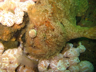 Anglerfisch