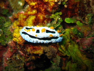 Nudibranch