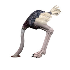 3D Ostrich looking in a hole