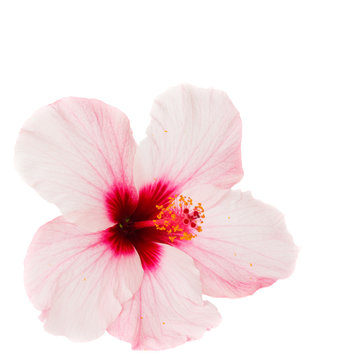 Fototapeta pink hibiscus flower
