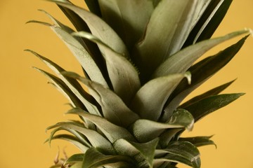 Fototapeta premium Pineapple