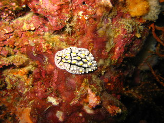 Nudibranch