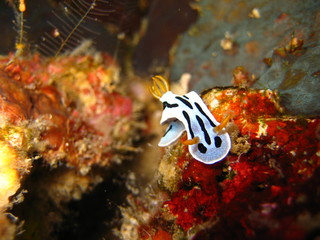 Nudibranch