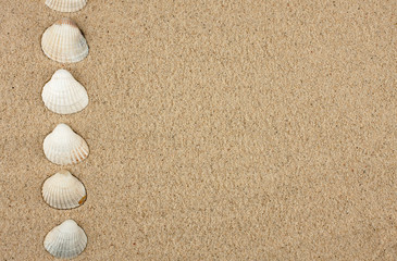 Sea shells, background