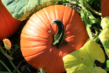 Colorful Pumpkin