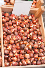 Blumenzwiebeln, Flower blulbs