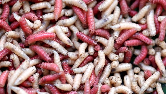 Asticots