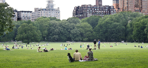 Central Park Great Lawn - obrazy, fototapety, plakaty