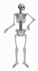 vector isolated human skeleton