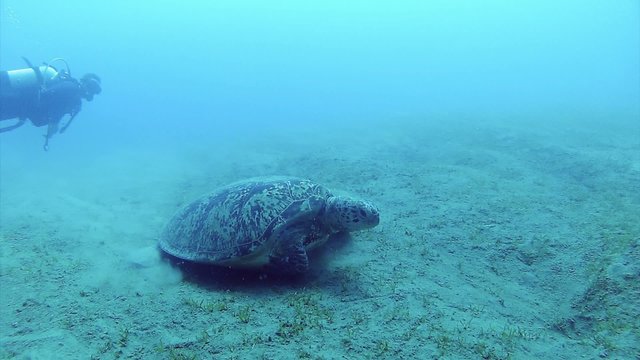 hawksbill sea turtle | turtle and diver 1080p