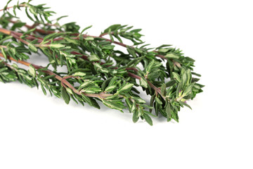 fresh green thyme isolated on white