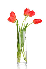 Beautiful tulips in vase isolated on white