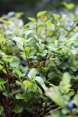 wild blueberry