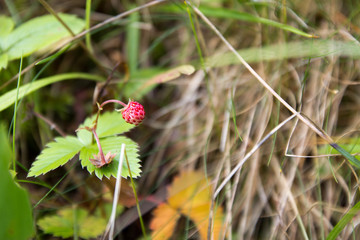 wild strawberry