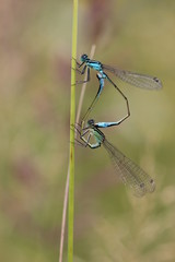 Paarungsrad der Großen Pechlibelle (Ischnura elegans)