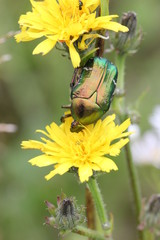 Rosenkäfer auf Blüte