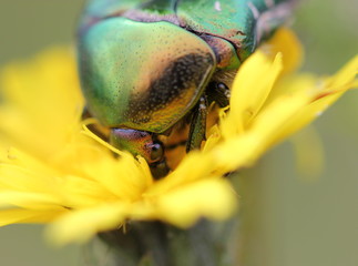 Rosenkäfer auf Blüte