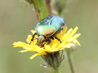 Rosenkäfer auf Blüte