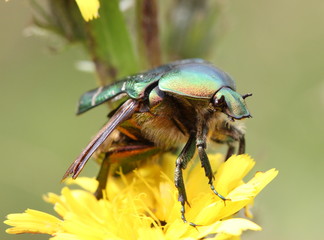 Rosenkäfer beim Abflug