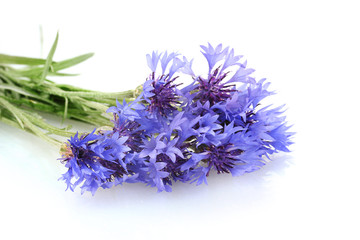 cornflowers isolated on white