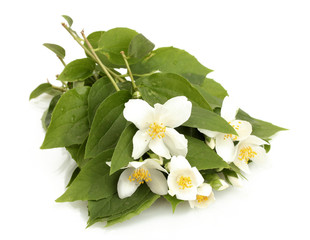 Obraz premium beautiful jasmine flowers with leaves isolated on white
