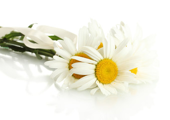 Fototapeta na wymiar piękne stokrotki kwiaty samodzielnie na białym tle