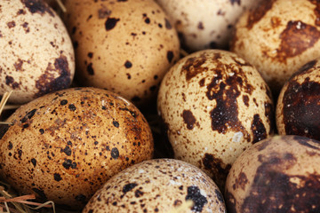 Obraz premium quail eggs in a nest of hay close-up