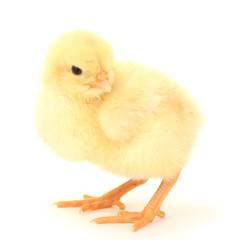 Obraz premium beautiful little chicken isolated on the white