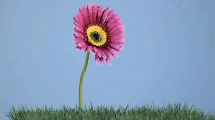 Rain falling in super slow motion on a pink gerbera - Powered by Adobe