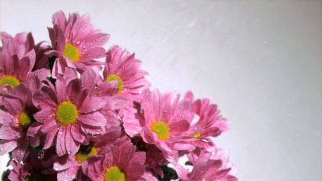 Water being dripped in super slow motion on a pink daises