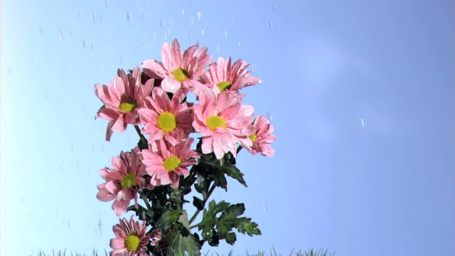 Rain falling in super slow motion on a pink daises