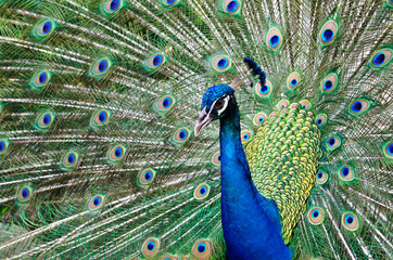 Peacock raise his feathers