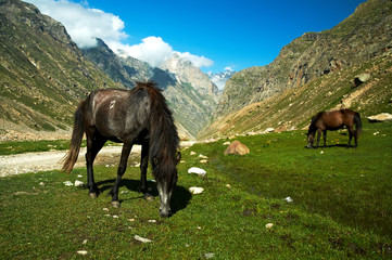 horses on the green grass on a background of mountains