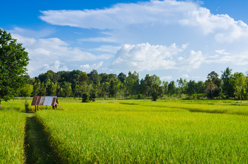 Rice field and blue sky