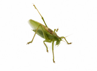 locust isolated