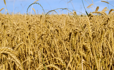 wheat field