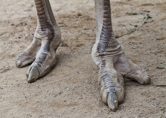 struisvogel voet