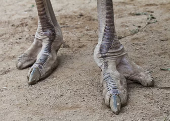 Foto op Plexiglas Struisvogel struisvogel voet