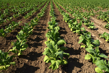 Fototapeta na wymiar Lines of green tobacco plants on a field