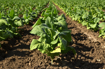 Lines of green tobacco plants on a field
